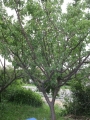 H30.5.29梅の木の様子＠IMG_5410