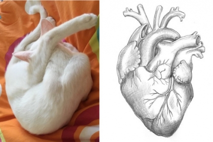 猫と心臓