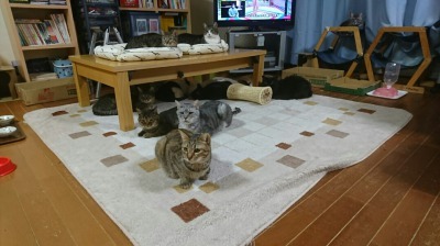 富士男くんを警戒する保護猫達
