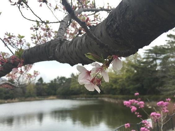 池のある公園の桜