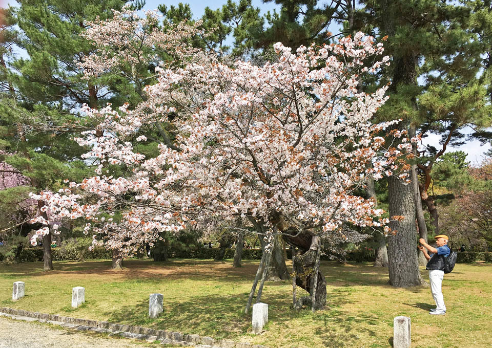 春の皮桜