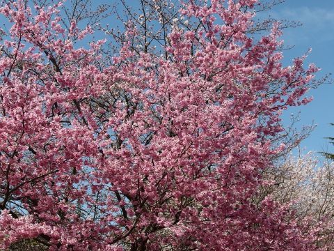 サイクリング中に見かけた濃いピンクの桜の花