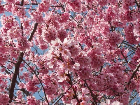 濃いピンクの桜の花をズーム。花びらの形の特徴をよく見て品種を調べてみました。