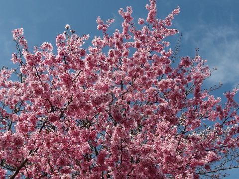 以上、青空をバックに映える濃いピンクの桜の花をご覧いただきました。