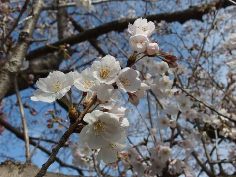 久喜青葉団地付近の青毛堀川沿いの桜の種類はソメイヨシノだそうです。