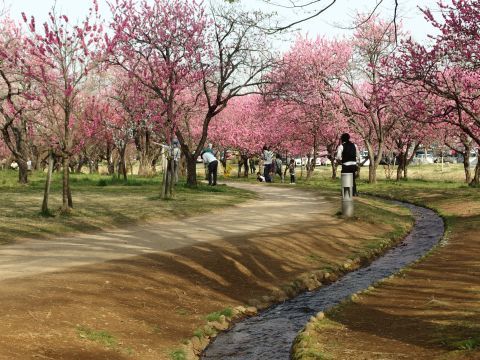 メイン通りを右に折れて、花桃の木がたくさんある散歩コースを行きます。