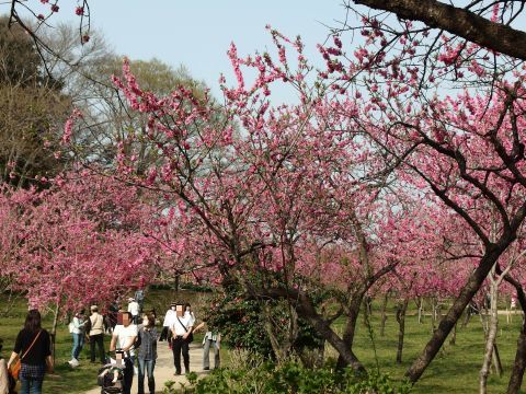 花桃の散歩コースを行きます。