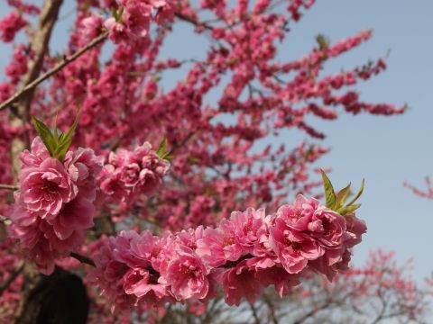 こちらドピンク花桃。