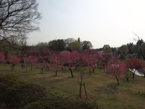 あそこには若い花桃の木が植えられています。