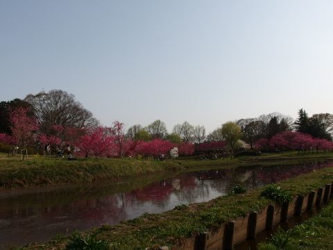 若い花桃の木たちが池に反射します。