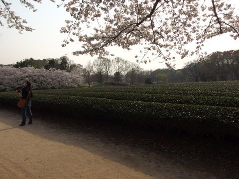 茶畑に舞う桜の花びらが幻想的でした。
