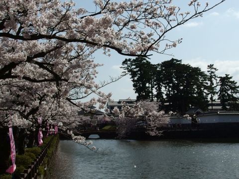 橋を渡りながらの風景。小田原城址公園のお堀です。