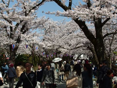 3月31日、桜が満開の小田原城址公園のようすです。