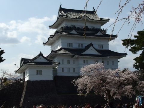 桜と小田原城