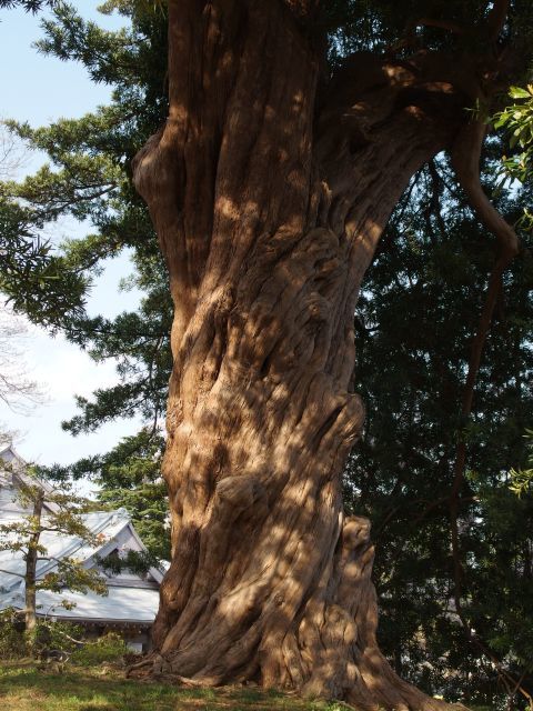 天然記念物のイヌマキの木はねじれ具合がすごいことになっています。左回りなんですね。