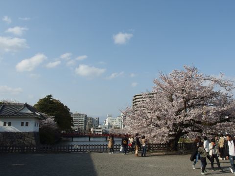この桜の木も見事で記念撮影に人気がありました。