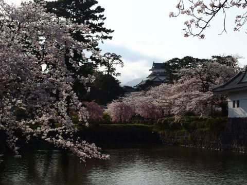 横を向くとお堀の向こうに小田原城が見えます。
