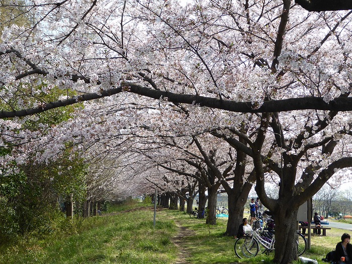 府中の森の桜