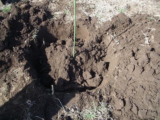 オリーブの植え穴作り ベリーズファーム ヌマジリ 農園ブログ