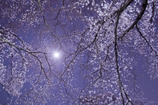 玉川の夜桜と月