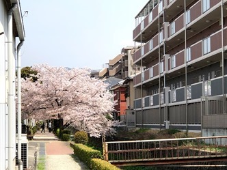 2018桜