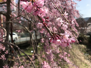 早川堤の桜3