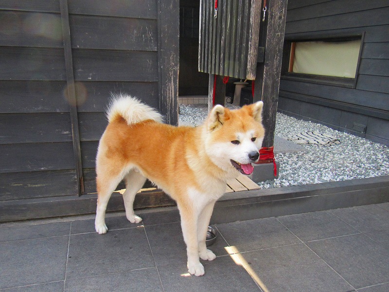 秋田犬 (1)