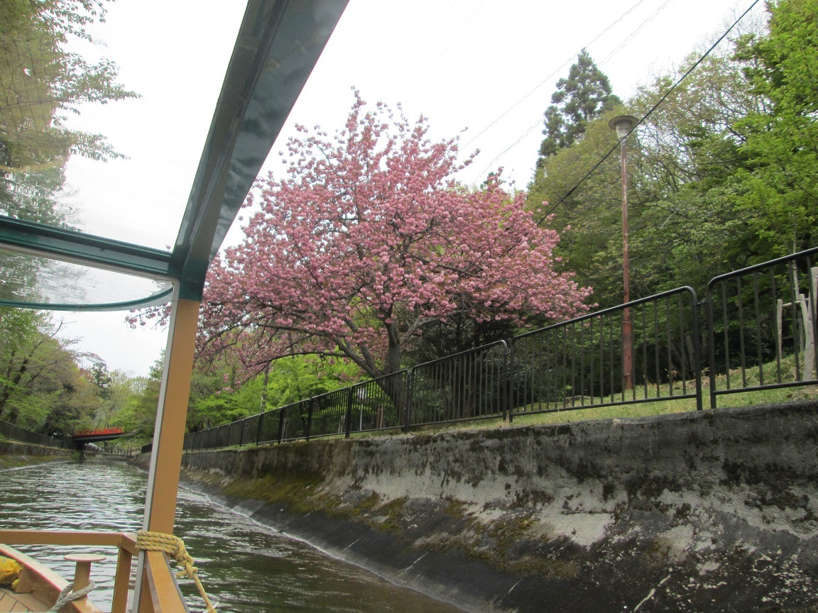 遅咲きの八重桜は満開でした