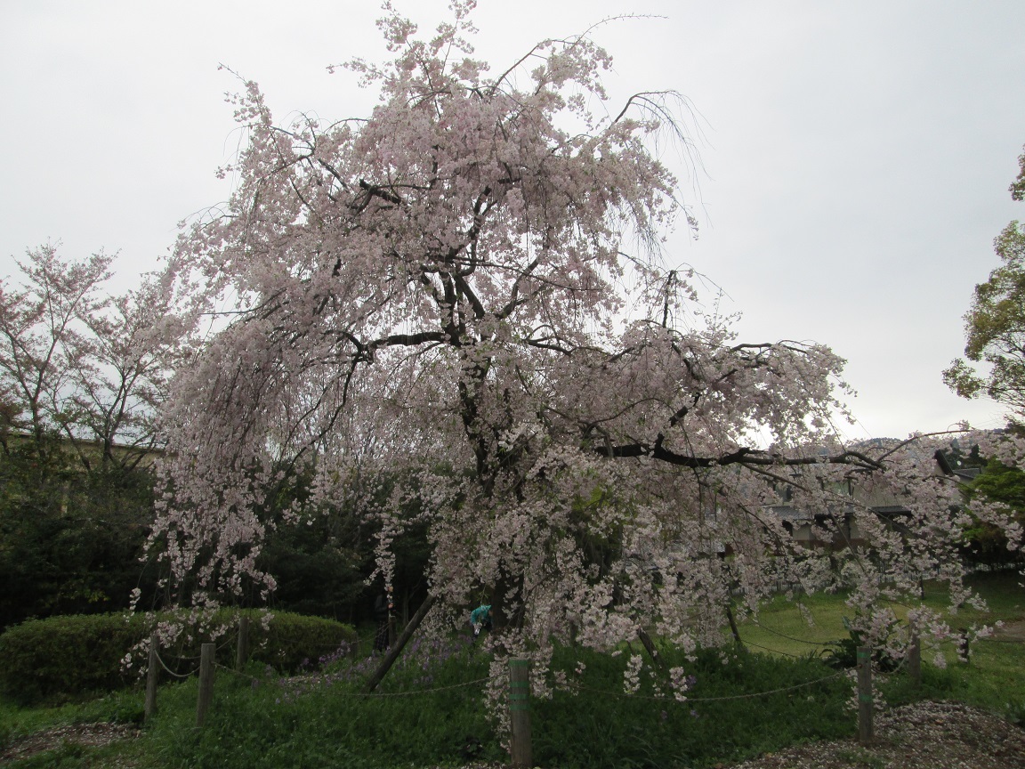 おーー！枯れてない枝垂れ桜を発見！