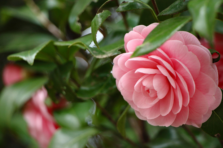 180324_Camellia-japonica-Otome.jpg