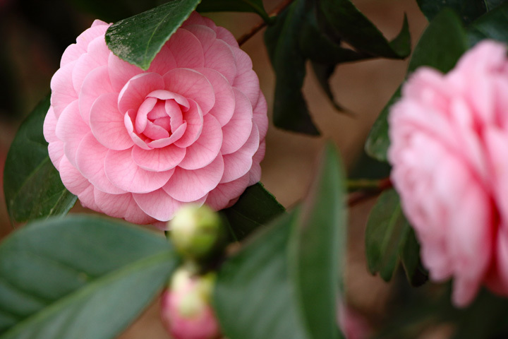 180324_Camellia-japonica-Otome_2.jpg