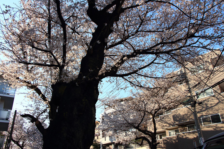 180325_Cherry-Blossom-Trees.jpg