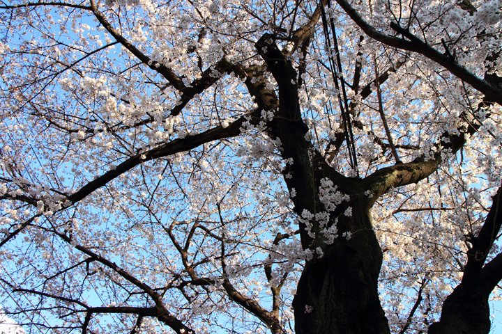 180325_Cherry-Blossom-Trees_1.jpg