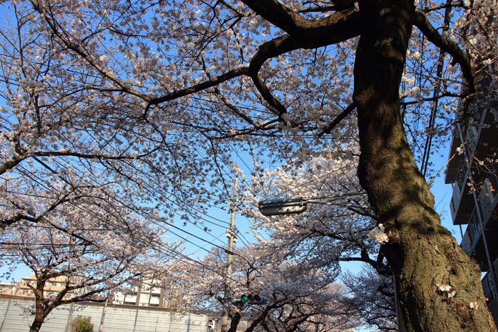 180325_Cherry-Blossom-Trees_3.jpg