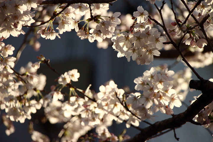 180325_Cherry-Blossom.jpg