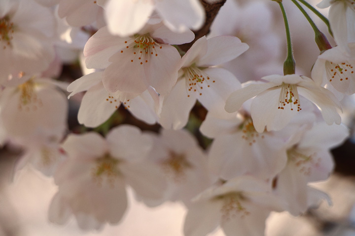 180325_Cherry-Blossom_1.jpg