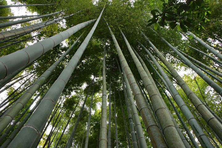 180407_Hokokuji_Bamboo-Grove.jpg