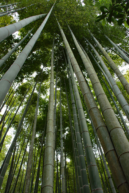 180407_Hokokuji_Bamboo-Grove_1.jpg