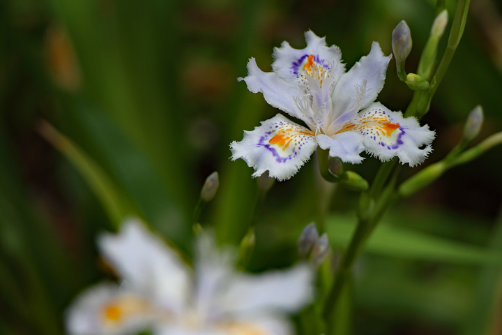 180407_Hokokuji_Iris-japonica.jpg