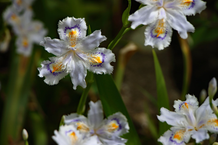 180407_Hokokuji_Iris-japonica_2.jpg