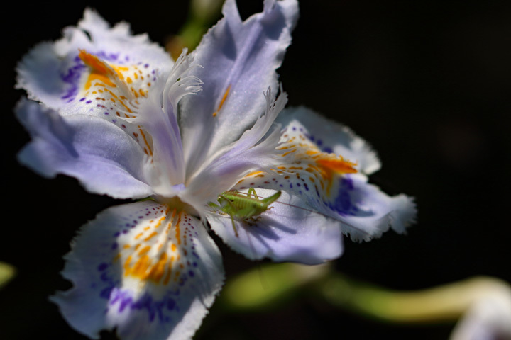 180422_Iris-japonica.jpg