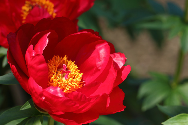 180428_Chinese-peony_Red-Red-Rose.jpg