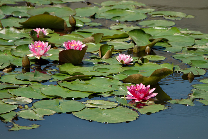 180501_Water-Lily_1.jpg