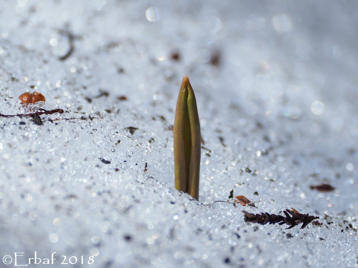 残雪とカタクリの芽