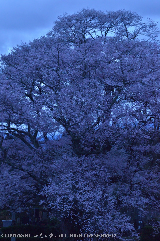 雨上がりの弘法桜 #1