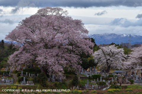 弘法桜の丘