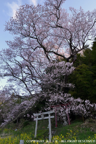 大和田稲荷神社の子授け桜 #2