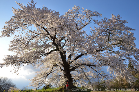 日向の人待ち地蔵桜 #1