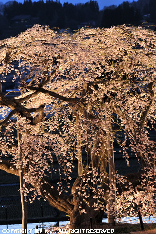中島の地蔵桜 #4