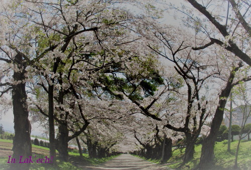 陣屋・桜の回廊
